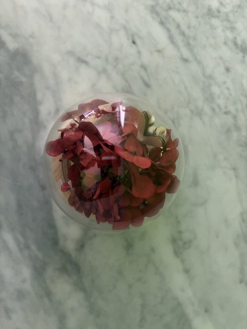Hortensia Lumineux