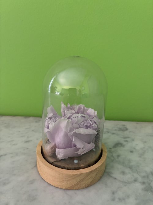Douce Pivoine