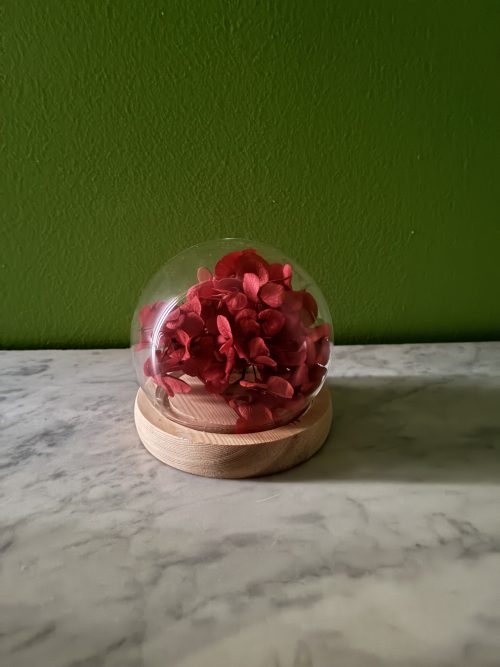 Hortensia Lumineux