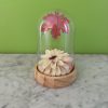 cloche dalhia