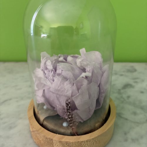 Douce Pivoine
