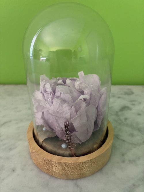 Douce Pivoine