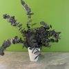Plante Eucalyptus Stabilisé sans entretien