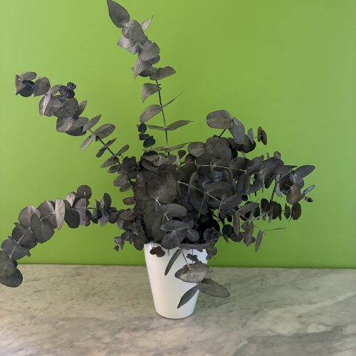 Plante Eucalyptus Stabilisé sans entretien