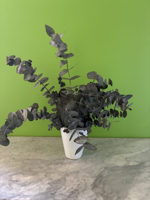 Plante Eucalyptus Stabilisé sans entretien
