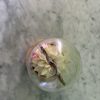cloche dalhia